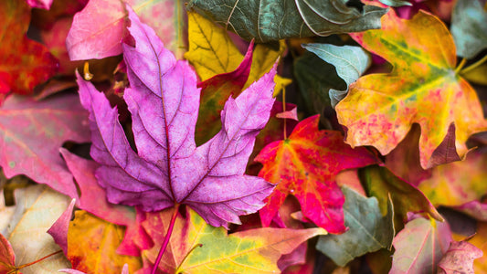 Autumn 2024 Colors According to Mediterranea Design.
