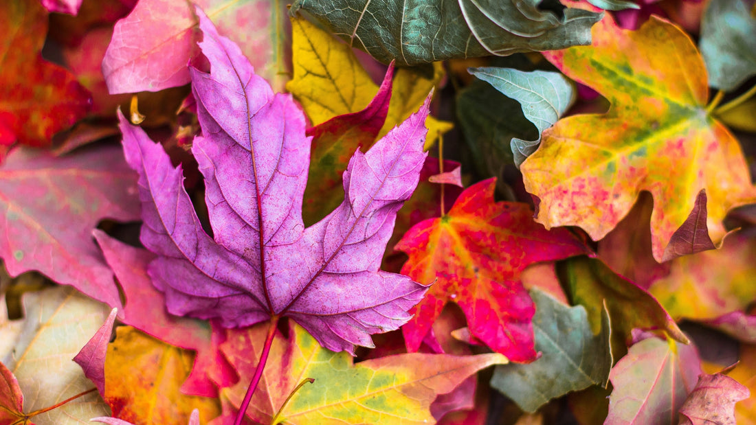 Autumn 2024 Colors According to Mediterranea Design.